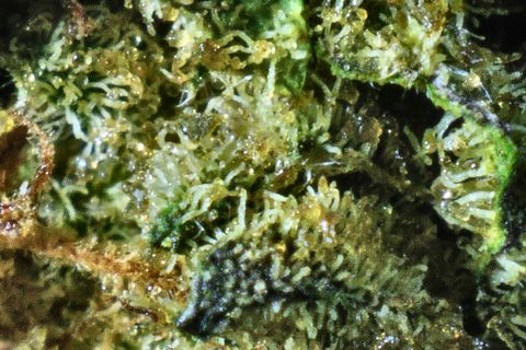 A close-up of Oreo's surface: trichomes over green, with a dark purple leaf at the lower middle.