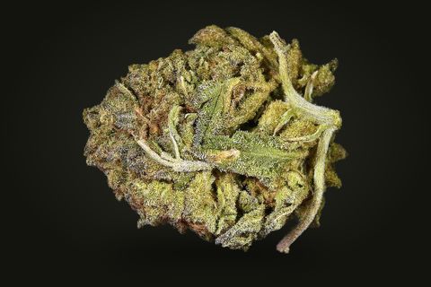 Oreo from another side: a bud with a pale stem and leaf across its front and a purple-grey tint, on a plain black background.