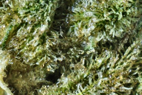 A close-up of Oreo: a bed of green trichome stalks in soft focus.