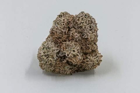 A cured bud of Pandora, pale and dense, photographed against a plain pale-grey background.