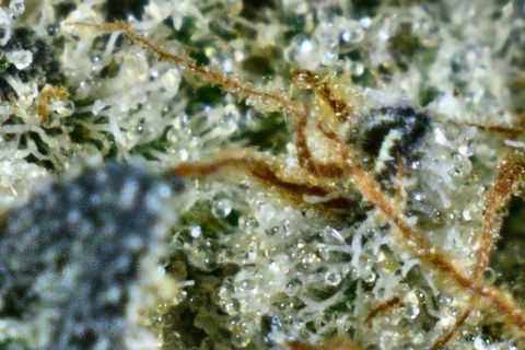 A close-up of Pandora's surface: white trichome heads and long rust hairs, with a dark leaf in the soft foreground.