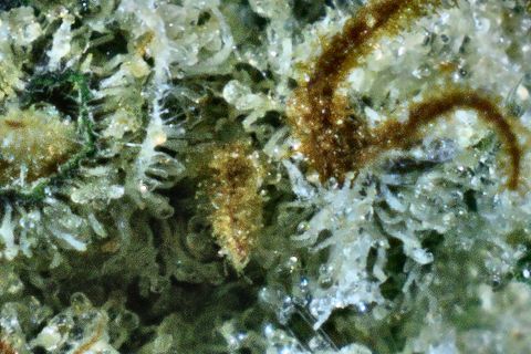 A close-up of Pandora: curled rust-brown hairs over a bed of white trichomes.