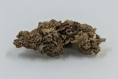 A cured bud of Pedro's Sweet Sativa, photographed against a plain pale-grey background.