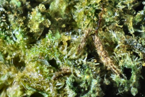 A close-up of Pedro's Sweet Sativa's surface: trichomes over green, with a brown leaf through the middle.