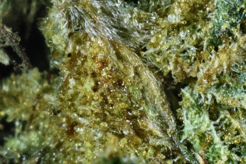 A close-up of Pedro's Sweet Sativa: amber-tinted trichomes over a yellow-green leaf.