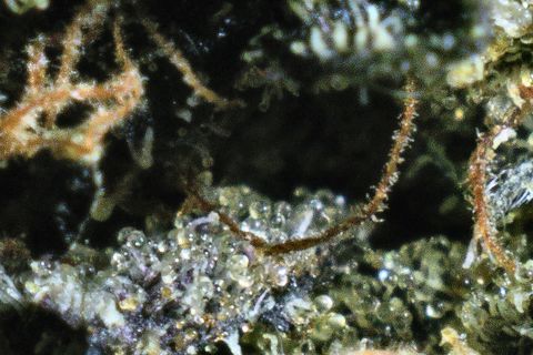 A close-up of Pinball Wizard's surface: long orange hairs over a bed of purple-grey trichomes.