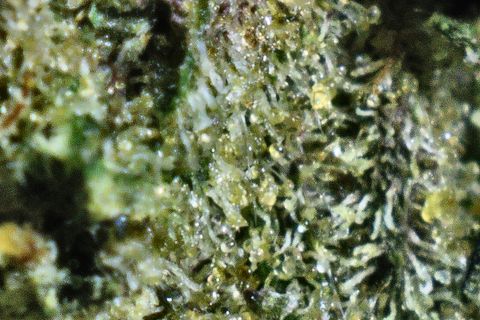 A close-up of Pinball Wizard: trichome stalks with clear heads over green.