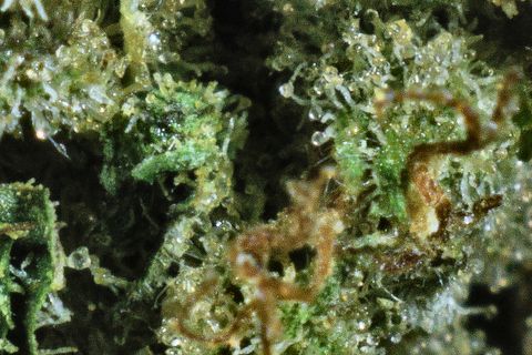A close-up of Pinball Wizard: trichomes over green leaf, with curled rust hairs at the right.