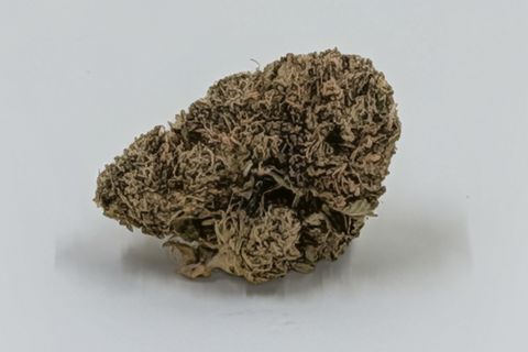 A cured bud of Pink Galactica, pale and tapered to a point, photographed against a plain pale-grey background.