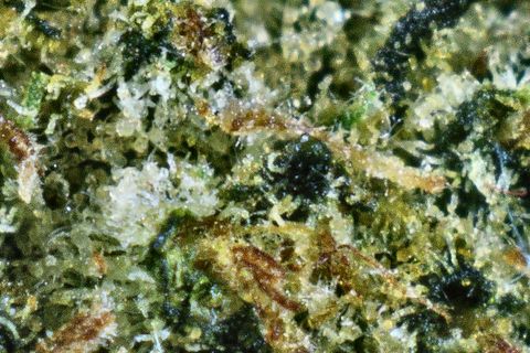 A close-up of Pink Galactica's surface: white trichomes over green, with near-black leaf and rust hairs.
