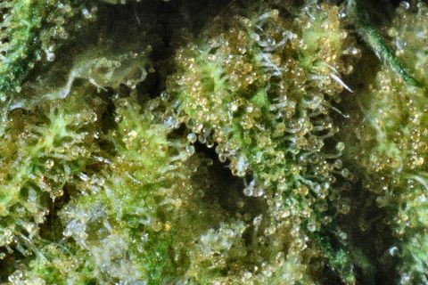 A close-up of Pink Galactica: trichome stalks with clear, round heads over green, sharp in the middle.
