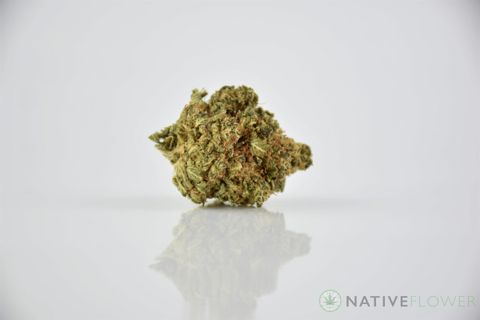 A cured bud of Pink Panther, photographed against a white background.