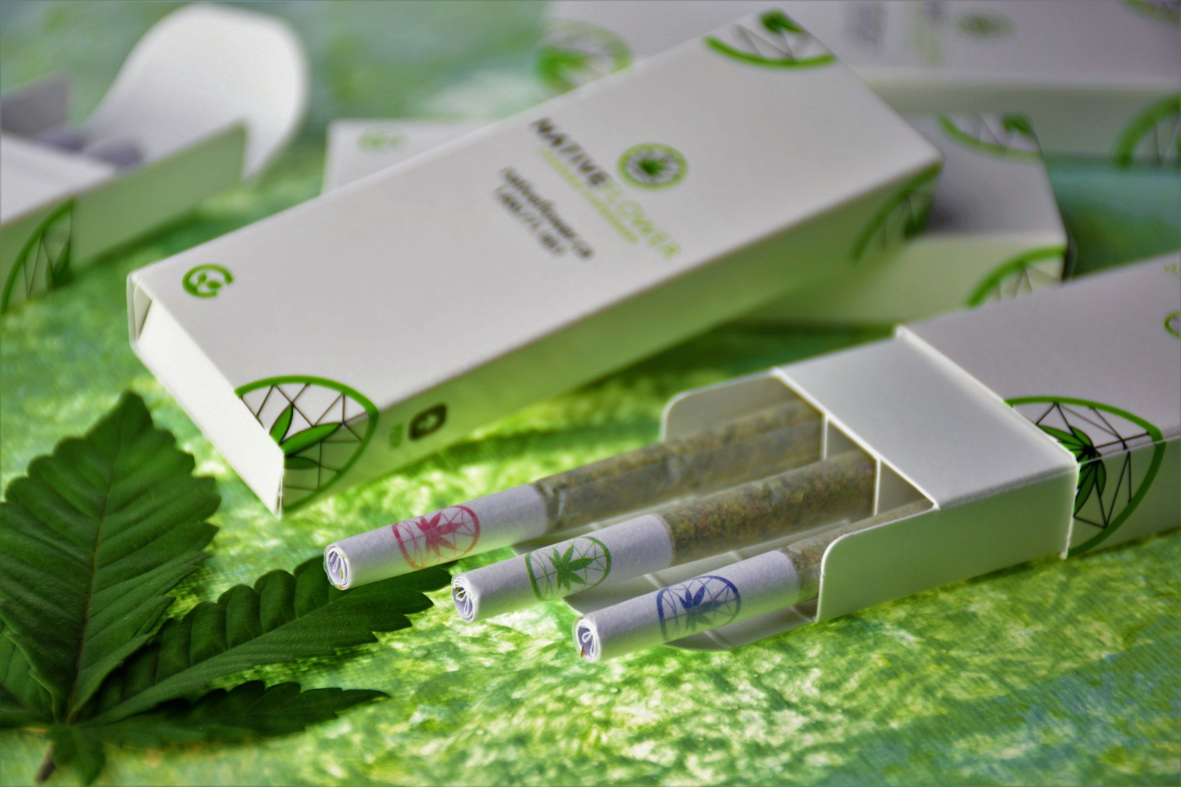 An open carton of Native Flower pre-rolls, three joints visible inside, resting on a bed of cannabis leaves.