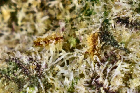 A close-up of Purple Ghost Candy's surface: pale trichomes with purple tints, and an amber patch at the upper left.