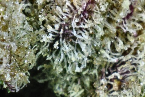 A close-up of Purple Ghost Candy: white trichome stalks around purple-tinted hairs.