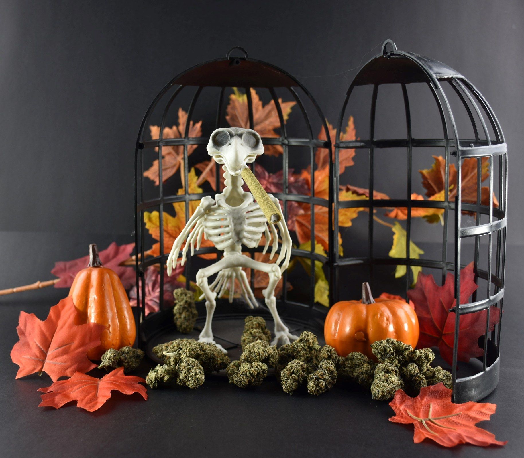 A Halloween display: a skeleton in an iron birdcage with pumpkins, autumn leaves and cannabis buds arranged in front.