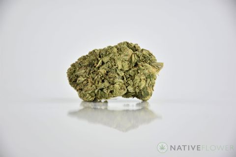 A cured bud of Spring Smiles, photographed against a white background.