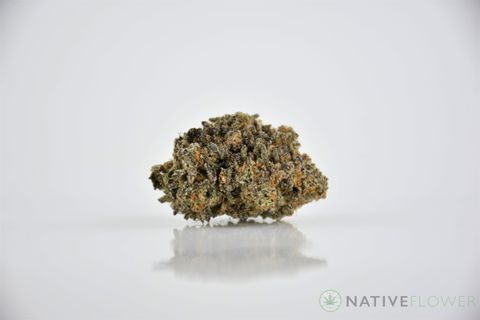 A cured bud of Starfighter, photographed against a white background.