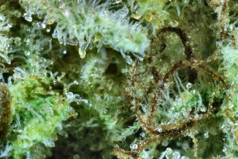 A close-up of Starfighter's surface: trichomes over bright green, with a loop of rust hair at the right.