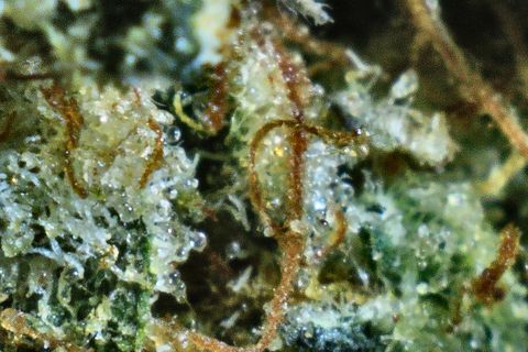 A close-up of Starfighter: rust-coloured hairs over a bed of white trichomes.