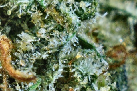 A close-up of Starfighter: white trichomes over dark green leaf, with a rust hair at the left.