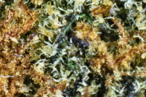 A close-up of Strawberry Cough's surface: orange hairs and white trichomes over a dark purple leaf.