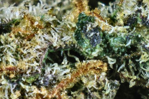A close-up of Strawberry Cough: white trichomes over dark green and purple leaf, with orange hairs at the bottom.