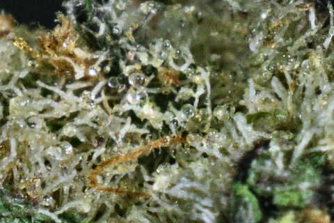 A close-up of Super Tropic's surface: clear, round trichome heads over pale stalks, with an orange hair across.