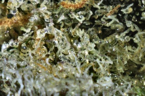 A close-up of Super Tropic: a mass of glassy trichome heads over pale green.