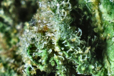 A close-up of Terpy Purp's surface: white trichome stalks over bright green, with an amber spot at the left.