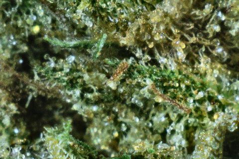 A close-up of Terpy Purp: clear, round trichome heads over green, with a brown hair at the right.