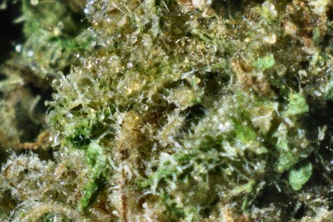 A close-up of Thai's surface: trichomes over pale and bright green, in soft focus at the edges.