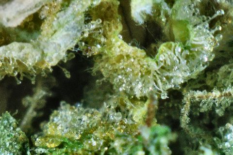 A close-up of Thai: trichome stalks with clear, round heads over green and gold.
