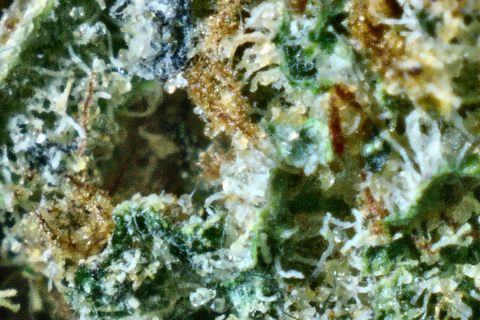 A close-up of Violator's surface: white trichomes over dark green, with rust-orange patches at the top.