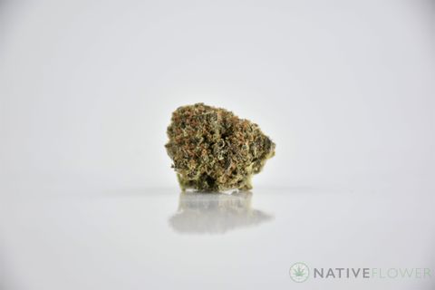 A cured bud of White Widow, photographed against a white background.