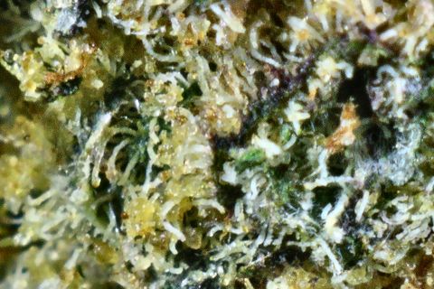 A close-up of Zoap's surface: yellow-green trichomes with a dark purple streak through the middle.