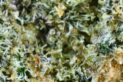 A close-up of Zoap: pale trichome stalks over green, with a dark green spot at the right.