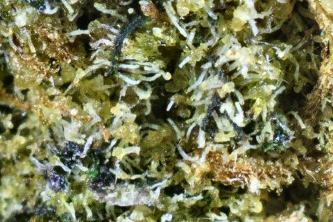 A close-up of Zoap: trichomes over green and gold, with dark purple-blue flecks.
