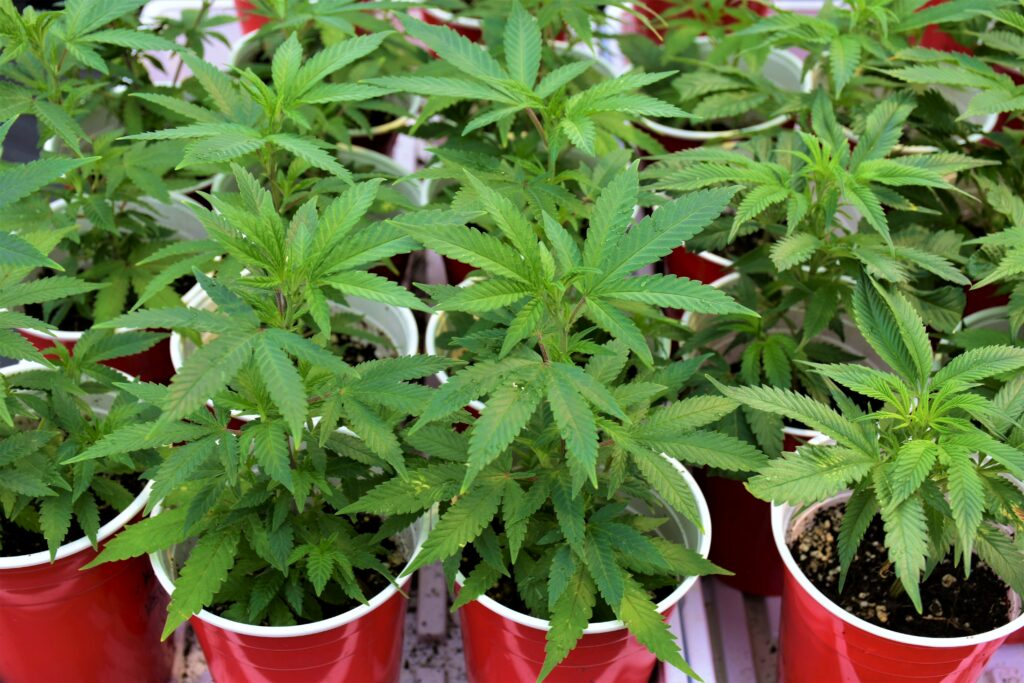 clones